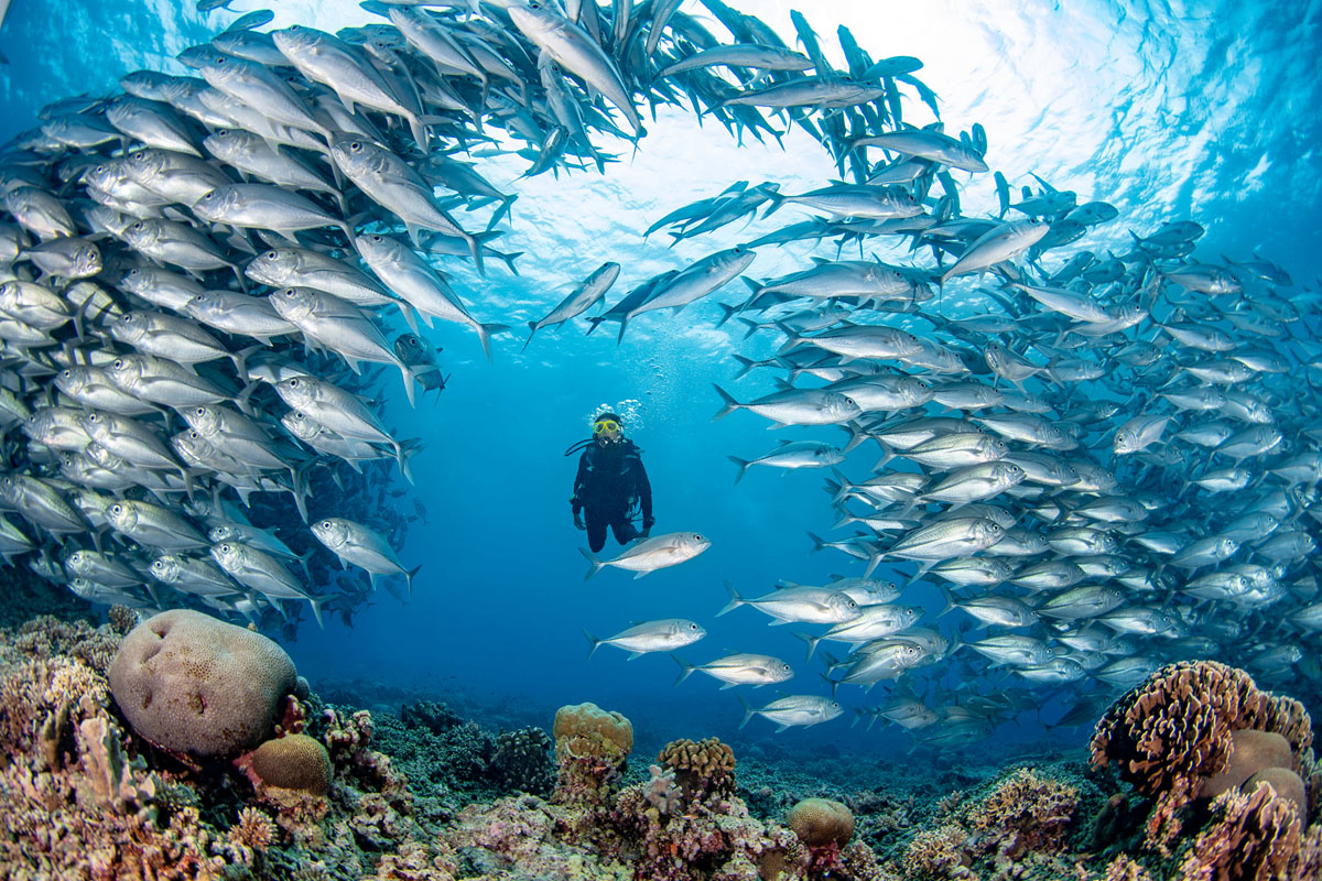 Colorful Tubbataha Reef