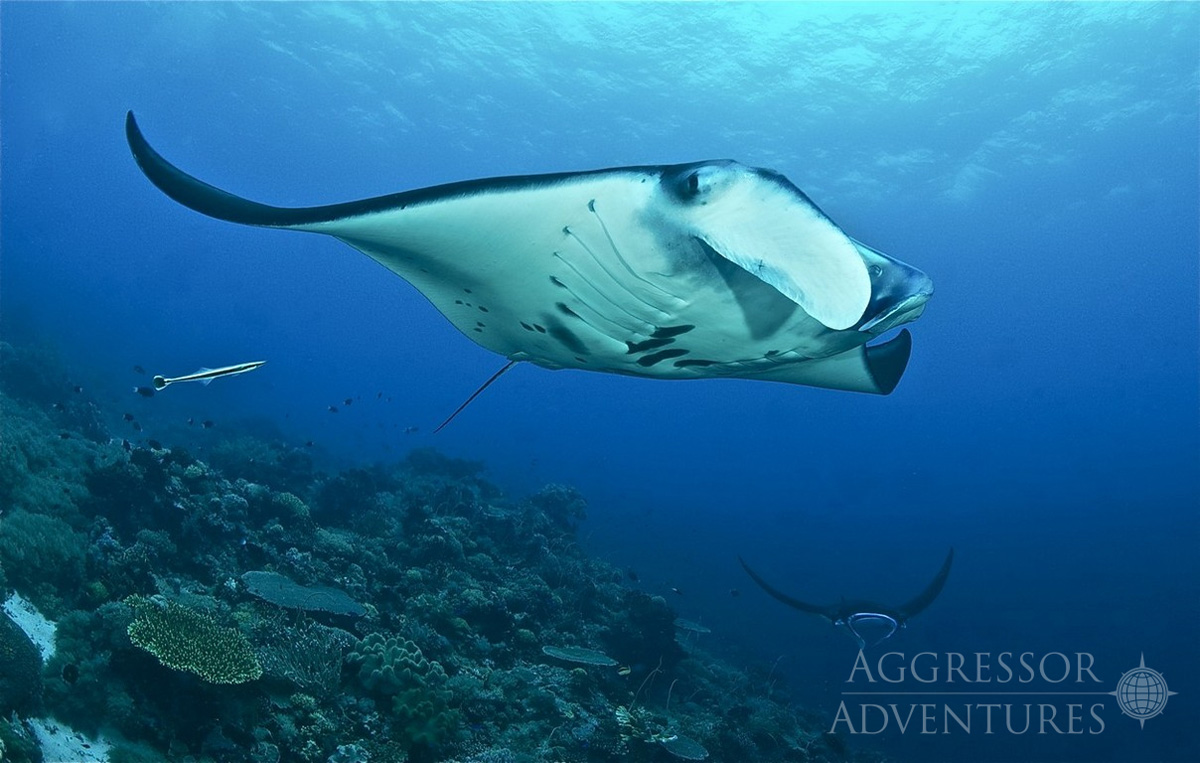 Manta Birostris at Tubbataha Reefs Natural Park