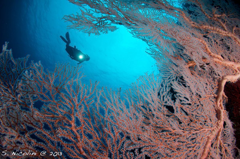 Gorgonia at Wakatobi