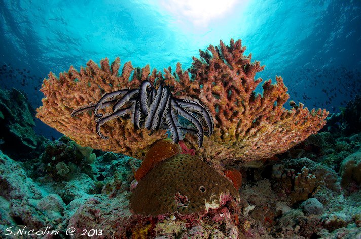 Reef at Wakatobi