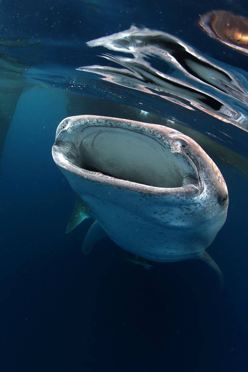 Diving with whale sharks at Cenderawasih Bay in Indonesia