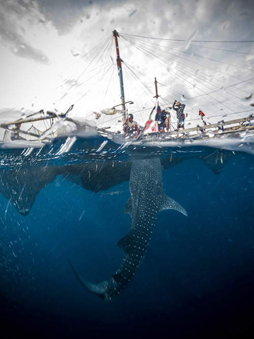 whale-sharks-cendrawasih-bay-indonesia