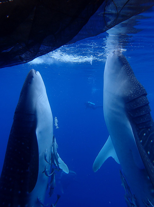 Where to find whale sharks in Indonesia