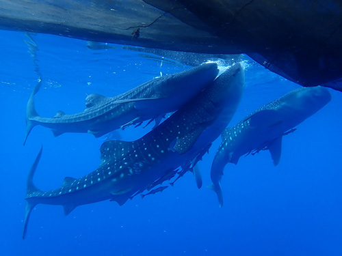 Where to find whale sharks in Indonesia