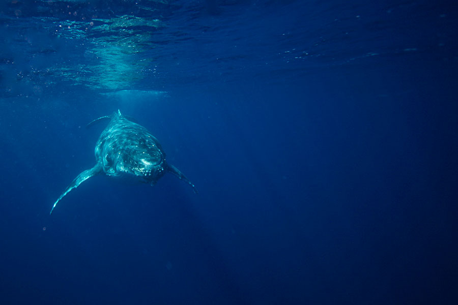 Humpback whale is approaching us