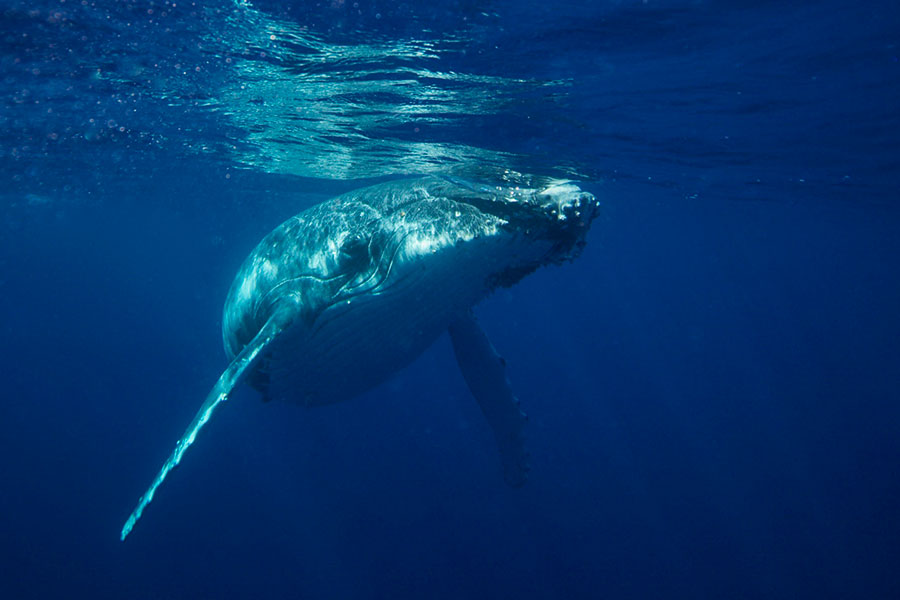 Humpback whale lapping around us