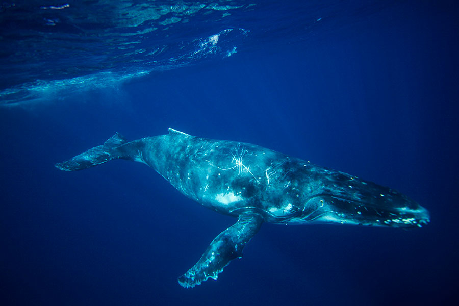 Humpback whale is right underneath us