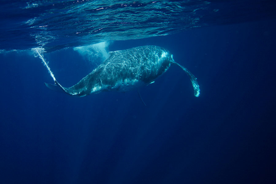 Humpback whale moves fast