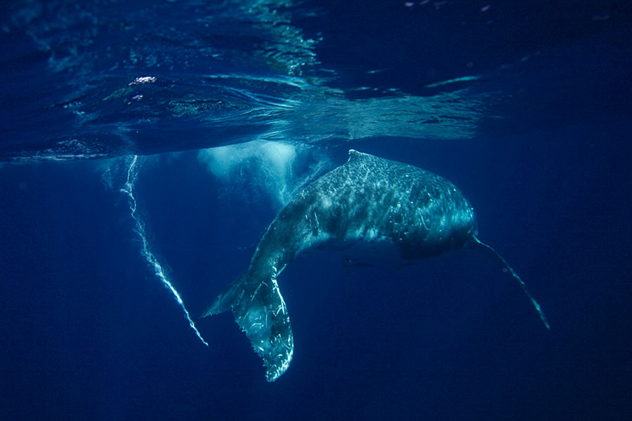 Humpback whale playing around us