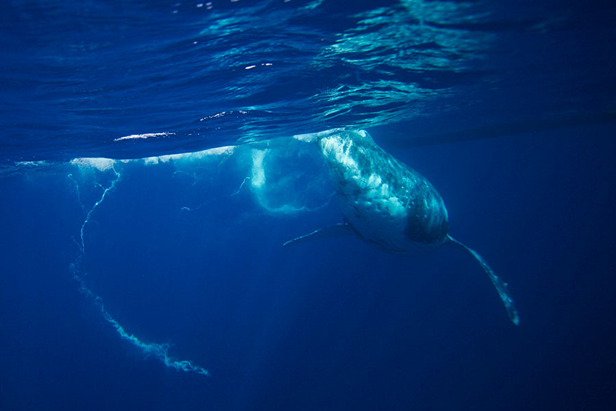 Humpback whale in Tonga